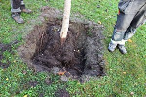 Flyttning och omplantering av träd.